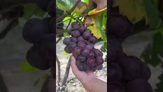 Harvest Grape harvesting harvesting grape fruit [upl. by Lejeune]