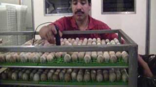 Pheasant Egg Fertility  How to Check Egg Fertility in Pheasants [upl. by Dorcas907]