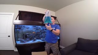 The Cichlid Shack review and unboxing [upl. by Attiuqehs]