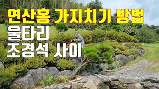 울타리 조경석 사이 연산홍 가지치기 방법 및 시기 22021년 9월 [upl. by Vasilek]