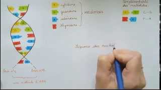 La structure de la molécule dADN [upl. by Eanod318]