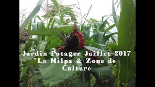 Jardin Potager en Permaculture Juillet 2017 🌳 8  La Milpa 23 [upl. by Ennayram]