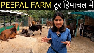 Peepal Farm Tour in Kangra Himachal  Bhayithu [upl. by Slavin]