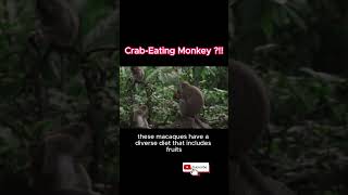 CrabEating Macaque The Primate Crab Connoisseur [upl. by Ahcsas214]