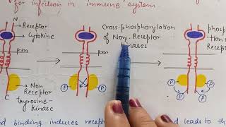 Cytokine receptors Enzyme associated receptor Cell Surface Receptors  CSIR NET Life sciences [upl. by Grevera113]