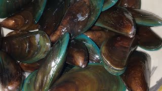 TIN STORE VLOGS is live Clean Mussels This is how I clean them clenning mussels [upl. by Trinatte]