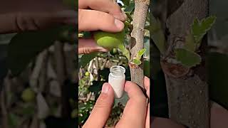 Fig juice extraction process [upl. by Sandro]