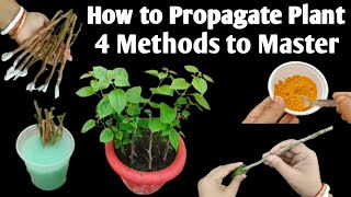 Powerfull Rooting Hormones  How to Propagate Plant 4 Methods to Master  Roots Hormone uses [upl. by Glialentn]