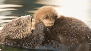 Sea Otter Orphan Gets Adopted [upl. by Skyler]