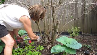 Coppicing an Old Weigela [upl. by Llekim]