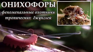 ОНИХОФОРЫ  Феноменальные охотники тропических джунглей [upl. by Kataway]