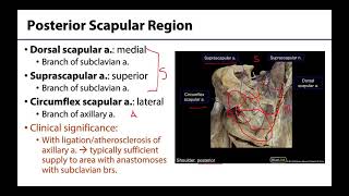 Scapular Arterial Anastomoses  M1 Learning Objectives [upl. by Odareg]