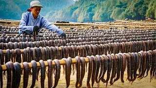 🪱 Leech Farming in China 🇨🇳  From Farm to Table 🍽️  Billions Processed 💰 [upl. by Nason202]