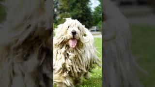 Komondor Dog The Most Joyful Dog Experience Ever [upl. by Jea]