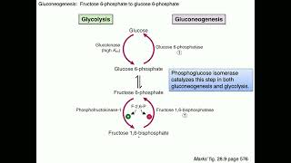 Medical Biochemistry Gluconeogenesis 2 SKILDUM [upl. by Babs]