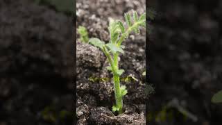 Time lapse of Growing plant chickpeas microgreens nature flowers [upl. by Grekin284]