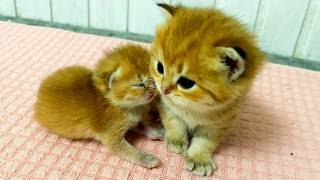 Foster kitten warms up with his older brother so cute [upl. by Needan]