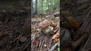 Boletus edulis shortissimo porcini mushroom viralvideo boletus forest nature [upl. by Yelrahs]