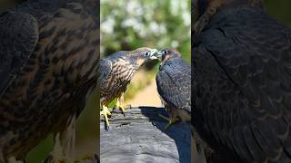 Peregrine Falcon Fledgling Siblings shorts [upl. by Delinda522]