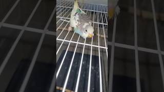 1 day too 30 days growth budgies baby SDBIRDFARM viralbirds viralbirds viralvideos [upl. by Marks]