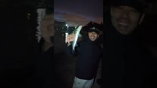 İstanbul Pendik Güzelyalı da Lrf ile levrek avı balıkavı levrek levrekavı seabass fishing lrf [upl. by Peppi199]