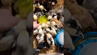 🥬🐣 Salad for the chicks raisingchickens kükenaufzucht backyardchickens keepingchickens farm [upl. by Oba]