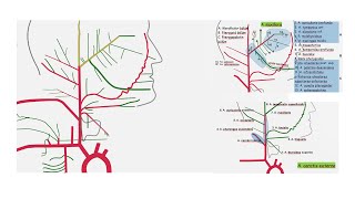 Arteria Carotis Externa ve Tüm Dalları Branches of External Carotid Artery [upl. by Bondy]