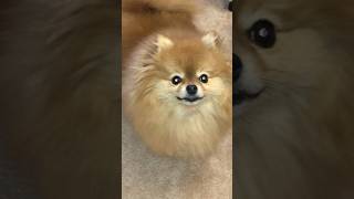 Tiny Pomeranian The Most Adorable Dog [upl. by Aerahs]