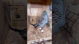 Budgies parrot 2nd egg mini vlog [upl. by Kra]