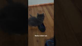 rothys kitten tested and approved not a scratch on them kitten catlover cute cat short [upl. by Moll]