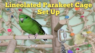 Lineolated Parakeet Cage Set Up [upl. by Darwen540]