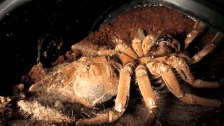 Theraphosa stirmi timelapse molt [upl. by Dnomyar]