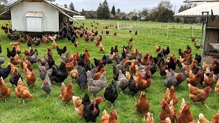 How American Farmers Raise Millions Of Poultry In The Pasture  Chicken Farming [upl. by Esalb748]