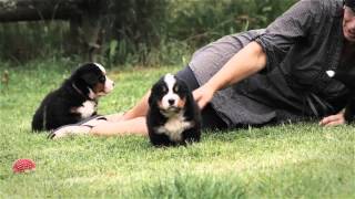 Bernese Mountain Dog puppy playtime [upl. by Aurelio]