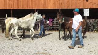 Sold 10410518yr bay mare 16 yr old bay  101buckskin gelding17yr sold102grey mare sold [upl. by Grimaldi]