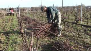 Pépinières Viticoles Morin  Plantation de plants de vigne taille greffage par Vinimédia [upl. by Ahsieka]