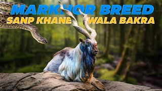 MARKHOR GOAT DOCUMENTARY  PAKISTANS NATIONAL ANIMAL [upl. by Cacilia]