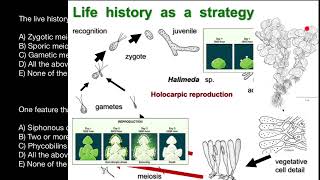 Halimeda  Green Algae  Red algae  Photosynthesis  Life history [upl. by Attenat]