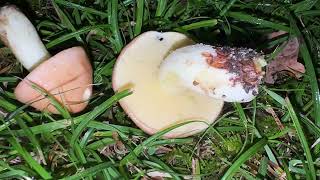 Suillus granulatus October 8 2024 [upl. by Lorilee]