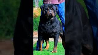 SERBIAN CHAMPION DESTROYER VOM HAUSE NADJA dog pet rottweiler short dogs [upl. by Cirtap441]