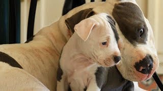 Mother Dogs Protecting Their Babies Compilation [upl. by Isolda493]