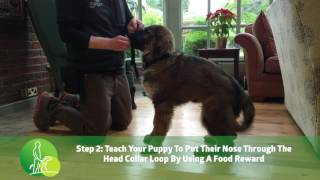 Introducing the Head Collar Step 2  Raising Your Puppy [upl. by Josephson]