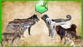 Shepherd dog vs Wolfs Species Comparison Dog vs WolfWolwes and Dog [upl. by Abagail364]