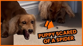 Puppy Is Scared Of Tiny Spider 😂🕷️  PAWSOME PETS [upl. by Shulem]