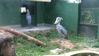 Shoebill stork sounds  Predator birds noise [upl. by Ardnuasak]