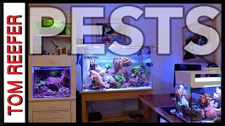 Reef Tank  PEST FLATWORMS  HOW TO GET RID OF THEM [upl. by Ariaic]