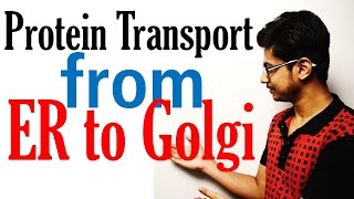 Protein transport from ER to golgi to lysosome [upl. by Mauro]