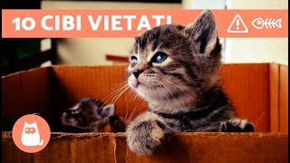 10 CIBI VIETATI ai gatti  ALIMENTAZIONE del gatto cibi da evitare [upl. by Ecinereb912]