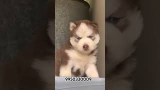 Siberian Husky price In India l Siberian Husky Puppies For Sale l Husky Rate l husky vadodara [upl. by Sivraj]