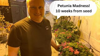 Grow Petunias from seed to huge beautiful hanging baskets in record time [upl. by Tica]